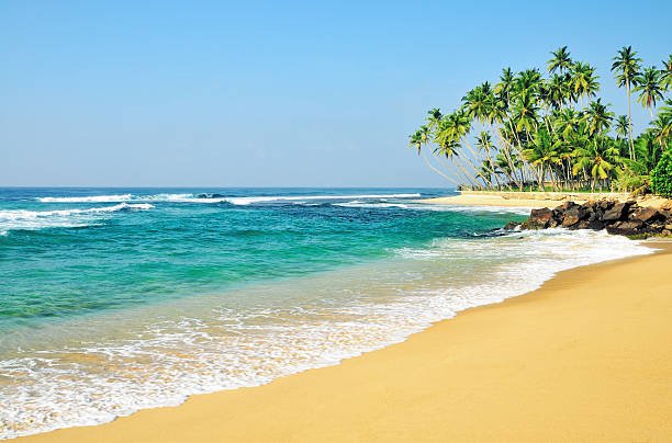 Idyllic sandy beach with palm trees.