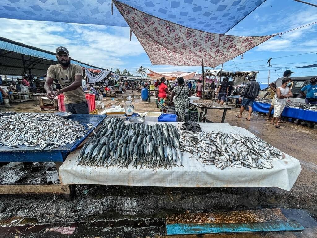 negombo-fish-market-wet